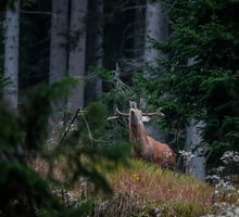Ascolta e guarda il bramito del cervo