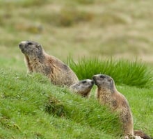 La marmotta alpina