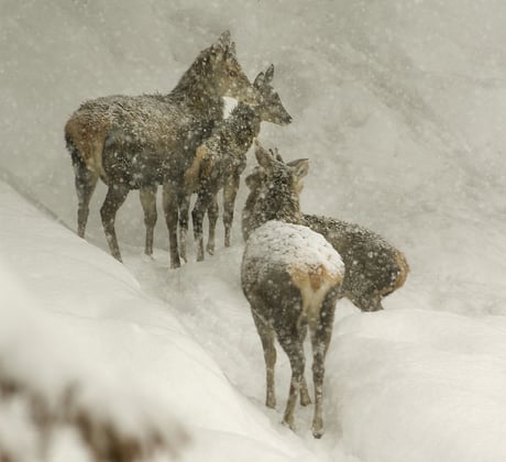 Tiere im winter kennenlernen